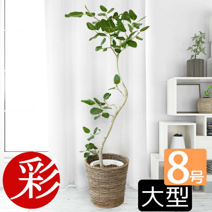 楽天市場】【27日1:59まで最大7%引クーポン配布中】観葉植物 大型 
