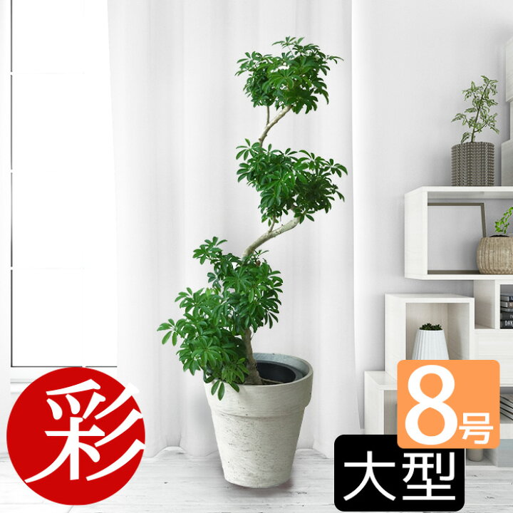楽天市場 シェフレラコンパクター 曲がり樹形 8号鉢 大型 観葉植物 南国 おしゃれ インテリア 開店祝い 移転祝い お祝い 新築祝い 室内 ギフト プレゼント 観葉植物の専門店 彩植健美