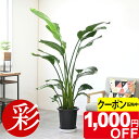 【8/31まで1,000円引クーポン配布中】観葉植物 ストレリチア・オーガスタ 10号鉢 鉢カバーオプション 大型 本物 ストレチアオーガスタ 観葉植物 お祝い 開店祝い 移転祝い 新築祝い 室内 オフィス ギフト プレゼント ストレリチア オーガスタ 観葉植物