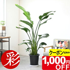 【11/30まで1,000円引クーポン配布中】観葉植物 ストレリチア・オーガスタ 10号鉢 鉢カバーオプション 大型 本物 ストレチアオーガスタ 観葉植物 お祝い 開店祝い 移転祝い 新築祝い 室内 オフィス ギフト プレゼント ストレリチア オーガスタ 観葉植物