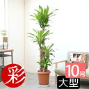 観葉植物 幸福の木 10号鉢 鉢カバーオプション 大型 本物 ドラセナ・マッサンゲアナ 観葉植物 インテリア お祝い 開店祝い 移転祝い 新築祝い おしゃれ 室内 オフィス ギフト プレゼント 花 幸福の木 観葉植物