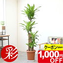 【7/31まで1,000円引クーポン配布中】観葉植物 幸福の木 10号鉢 鉢カバーオプション 大型 本物 ドラセナ・マッサンゲアナ 観葉植物 インテリア お祝い 開店祝い 移転祝い 新築祝い おしゃれ 室内 オフィス ギフト プレゼント 花 幸福の木 観葉植物