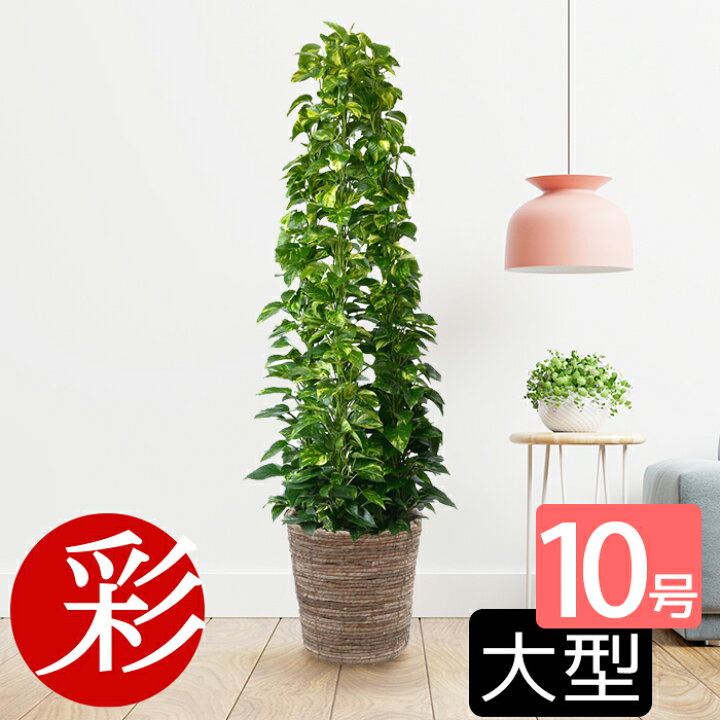 楽天市場 ハート型の葉っぱポトス オウゴンカズラ タワー仕立て10号鉢 大鉢 観葉植物 お祝い 事業所様 店舗様ギフトに 大型 インテリア アジアン おしゃれ 観葉植物 室内 ギフト プレゼント 観葉植物の専門店 彩植健美