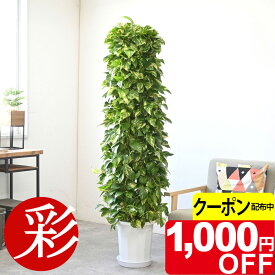 【7/31まで1,000円引クーポン配布中】ハート型の葉っぱ ポトス（オウゴンカズラ）タワー仕立て10号鉢（大鉢）【観葉植物】お祝い・事業所様・店舗様ギフトに！【大型】【インテリア】【アジアン】 おしゃれ 観葉植物 本物 室内 オフィス ギフト プレゼント 花