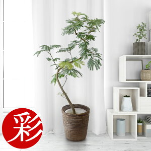 エバーフレッシュ 大型の人気商品 通販 価格比較 価格 Com