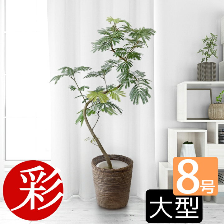 楽天市場 観葉植物 エバーフレッシュ 8号鉢 大型 インテリア 開店祝い 移転祝い お祝い 新築祝い おしゃれ インテリア ねむの木 室内 オフィス ギフト プレゼント 観葉植物の専門店 彩植健美