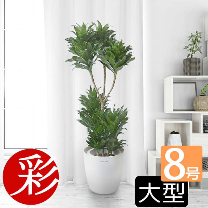 楽天市場 観葉植物 ドラセナ コンパクタ 8号鉢 引越し祝い 開店祝い 移転祝い 新築祝い 大型 観葉植物 ドラセナ 室内 ギフト プレゼント 観葉植物の専門店 彩植健美