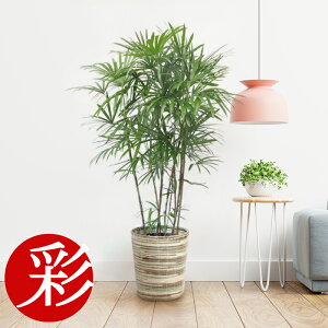 観葉植物 アジアン 10号の人気商品 通販 価格比較 価格 Com