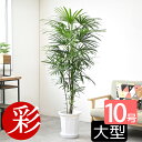 観葉植物 シュロチク 棕櫚竹 10号鉢 大型 本物 鉢カバーオプション インテリア 観葉植物 開店祝い 移転祝い 新築祝い アジアン 和風 室内 オフィス ギフト プレゼント 花 シュロチク 観葉植物