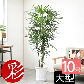【15日までポイント5倍】観葉植物 シュロチク 棕櫚竹 10号鉢 大型 本物 鉢カバーオプション インテリア 観葉植物 開店祝い 移転祝い 新築祝い アジアン 和風 室内 オフィス ギフト プレゼント 花 シュロチク 観葉植物