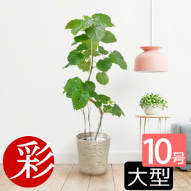 観葉植物 選べる樹形 フィカス・ウンベラータ 10号鉢 直幹 曲がり幹 大型 インテリア 開店祝い 移転祝い お祝い 新築祝い おしゃれ インテリア 室内 オフィス ギフト プレゼント