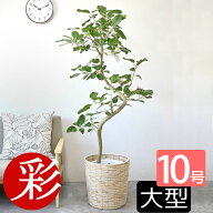 【15日正午までポイント2倍】フィカス ベンガレンシス 観葉植物 大型 ベンガルボダイジュ 10号鉢 本物 曲…