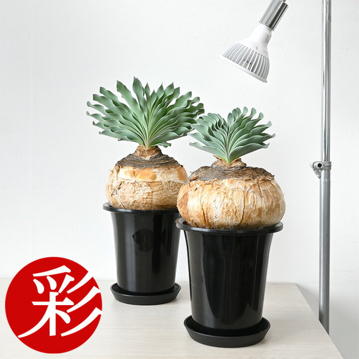 楽天市場】【17日09:59までP2倍+最大5%引クーポン配布中】観葉植物 