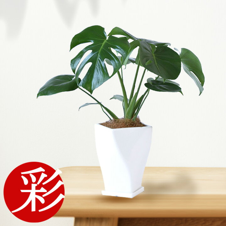 楽天市場 観葉植物 ヒメモンステラ ツイストホワイトポット 白陶器 入り 観葉植物 モンステラ インテリア アジアン おしゃれ 引越し祝い 開店祝い お祝い 新築祝い 小さい 母の日 観葉植物の専門店 彩植健美