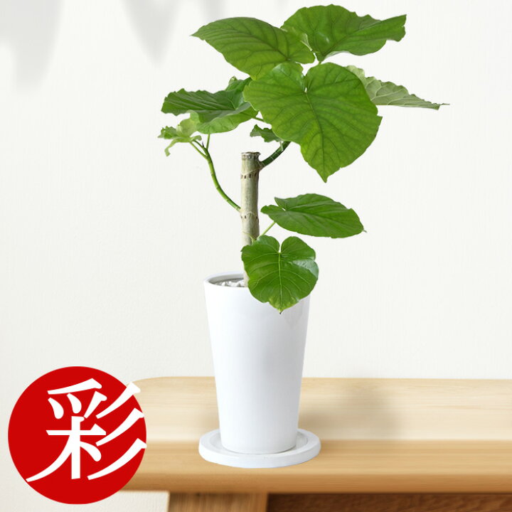 楽天市場 ウンベラータ 白陶器入り 観葉植物 フィカス ウンベラータ ホワイトロングポット インテリア アジアン おしゃれ 引越し祝い 開店祝い 移転祝い お祝い 新築祝い 小さい フィカス属 ゴムノキ ゴムの木 ウンベラーダ 室内 ギフト 父の日特集 プレゼント 観葉