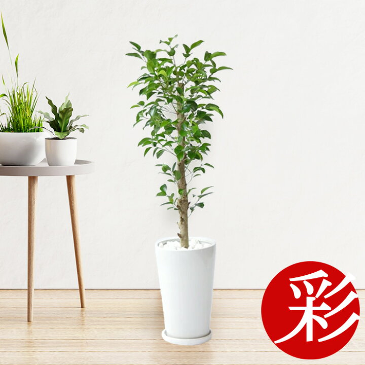 楽天市場 観葉植物 ガジュマル シャイニーホワイト ラウンドポット 白陶器入り インテリア 新築祝い 開店祝い 移転祝い 大型 おしゃれ フィカス属 室内 ギフト 父の日 プレゼント 観葉植物の専門店 彩植健美