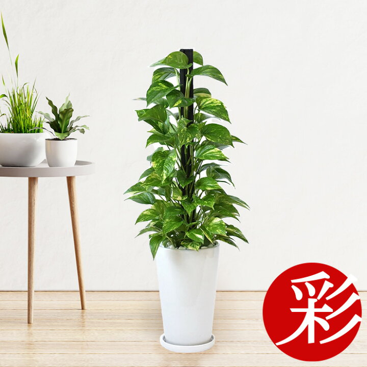 市場 Evo Anti 400ml インテリア 除虫菊 虫を寄せつけない水 Spray 通販 観葉植物用 Insect 同梱可能 モダン スプレー 観葉植物