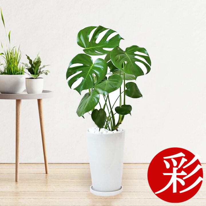 楽天市場 ヒメ モンステラ シャイニーホワイト ラウンドポット 観葉植物 インテリア 大型 引越し祝い 開店祝い 移転祝い 観葉植物 モンステラ 室内 ギフト 母の日 プレゼント 観葉植物の専門店 彩植健美