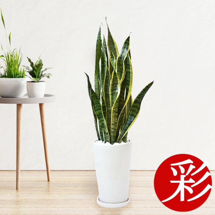 楽天市場 観葉植物 サンスベリア ローレンティー シャイニーホワイト ラウンドポット 送料無料 開店祝い お祝い 大型 インテリア アジアン 観葉植物 母の日 観葉植物の専門店 彩植健美 楽天市場 観葉植物 サンスベリア ローレンティー シャイニーホワイト ラウンドポット 送料無料 開店祝い お祝い 大型 インテリア アジアン 観葉植物 母の日 観葉植物の専門店 彩植健美