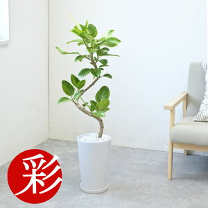 tBJXEAeV[}EoGK^ VCj[zCg Eh|bg ϗtA {  CeA ^ JXj ړ]j AWA  zj j tBJX 