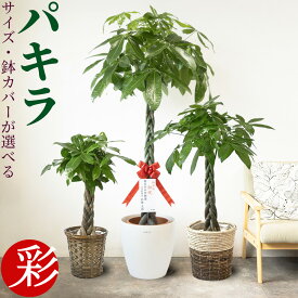 観葉植物 本物 パキラ 選べるサイズ 7号鉢 8号鉢 10号鉢 大型 鉢カバー付き対応可能 おしゃれ インテリア 観葉植物 発財樹 マネーツリー パキラ お祝い 開店祝い 移転祝い 新築祝い 室内 オフィス ギフト プレゼント
