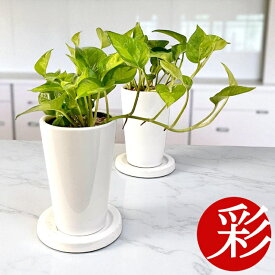 観葉植物 小さい ミニ ポトス・グローバルグリーンロングポット 白陶器鉢 本物 インテリア おしゃれ テーブル ミニ観葉植物 ポトス 室内 本物 卓上 開店祝い 移転祝い お祝い 新築祝い かわいい ポトス グローバルグリーン 観葉植物