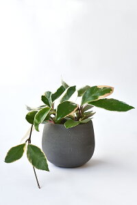 y܂ƂߔN[|zzz~j ϗtA Iׂ {  4fUC2J[|bg zCgO[ ϗtA  p_KW} TXxA |gX z yy~A V