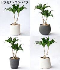 選べるミニ観葉植物4デザイン2カラーポットホワイト＆グレーガジュマルポトスサンスベリアペペロミアシュガーバイン