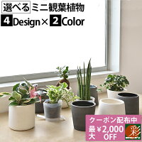 選べるミニ観葉植物4デザイン2カラーポットホワイト＆グレーガジュマルポトスサンスベリアペペロミアシュガーバイン