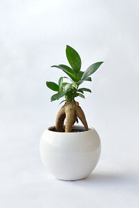 y܂ƂߔN[|zzz~j ϗtA Iׂ {  {EXNGA VCj[|bg zCgubN ϗtA  p_KW} TXxA ~jTCY 