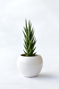 y܂ƂߔN[|zzz~j ϗtA Iׂ {  {EXNGA VCj[|bg zCgubN ϗtA  p_KW} TXxA ~jTCY 