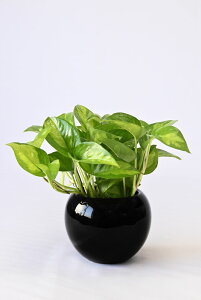 y܂ƂߔN[|zzz~j ϗtA Iׂ {  {EXNGA VCj[|bg zCgubN ϗtA  p_KW} TXxA ~jTCY 