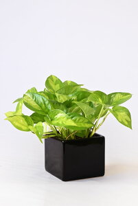 y܂ƂߔN[|zzz~j ϗtA Iׂ {  {EXNGA VCj[|bg zCgubN ϗtA  p_KW} TXxA ~jTCY 