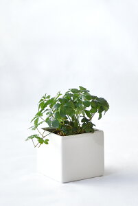 y܂ƂߔN[|zzz~j ϗtA Iׂ {  {EXNGA VCj[|bg zCgubN ϗtA  p_KW} TXxA ~jTCY 