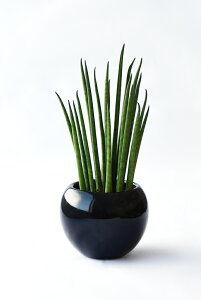 y܂ƂߔN[|zzz~j ϗtA Iׂ {  {EXNGA VCj[|bg zCgubN ϗtA  p_KW} TXxA ~jTCY 