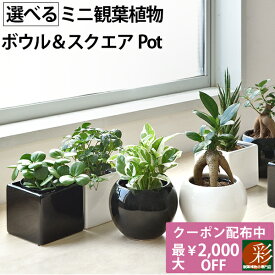 楽天市場 観葉植物 種類 植物 シッサス シュガーバイン 高さ 植物 70cm 花 観葉植物 花 ガーデン Diy の通販