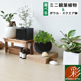 楽天市場 観葉植物 小さいの通販 楽天市場 観葉植物 小さいの通販