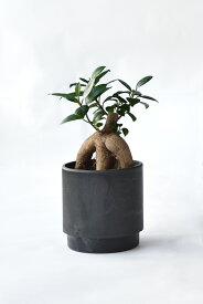 【まとめ買い割引クーポン配布中】ミニ 観葉植物 選べる 本物 卓上 2カラーマットポット ホワイト&ブラック 観葉植物 小さい ポトス ペペロミア ガジュマル サンスベリア ホヤ シュガーバイン ソフォラ・ミクロフィラ かわいい おしゃれ ギフト 誕生日 プレゼント 花