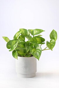 y܂ƂߔN[|zzz~j ϗtA Iׂ {  2J[}bg|bg zCg&ubN ϗtA  |gX yy~A KW} TXxA z VK[oC