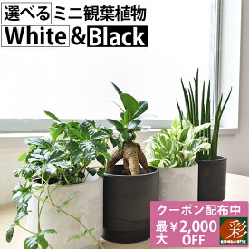 楽天市場 観葉植物 種類 植物 ゴムの木 高さ 植物 70cm 花 観葉植物 花 ガーデン Diy の通販