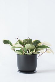 【まとめ買い割引クーポン配布中】ミニ 観葉植物 選べる 本物 卓上 リサイクルプラスチックポット ガジュマル ポトス サンスベリア ホヤ ペペロミア シュガーバイン ソフォラ・ミクロフィラ かわいい 小さい おしゃれ 室内 ギフト 誕生日 プレゼント