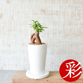 【26日01:59まで最大7%引クーポン配布中】ガジュマル 多くの幸せをもたらすと言われていますこぶのようになった幹がユーモラスなガジュマル（多幸の木） 内祝い ミニ観葉植物 卓上 陶器 インテリア 観葉植物 小さい 室内 オフィス ギフト プレゼント