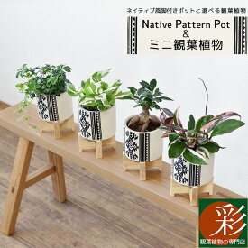 楽天市場 観葉植物 小さいの通販