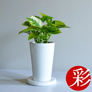 y1101:59܂Ń|Cg2{zϗtA  ~j |gXEGhO|bg 픫 { CeA  e[u ~jϗtA |gX  {  JXj ړ]j 