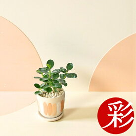 【18日限定ポイント3倍】観葉植物 パンダガジュマル デザインポット陶器鉢 小さい インテリア 人気 おしゃれ ミニ観葉植物 卓上 テーブル 室内 かわいい 開店祝い 移転祝い お祝い 新築祝い 室内 オフィス ギフト プレゼント