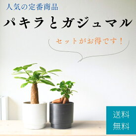 観葉植物 本物 ★お得な2個セット★テーブルサイズのパキラとガジュマル2カラーマットポット ホワイト&ブラック 観葉植物 小さい インテリア 開店祝い 移転祝い アジアン おしゃれ 引越し祝い 室内 オフィス ギフト プレゼント
