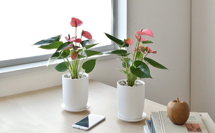 市場 アンスリューム ロイヤルピンクチャンピオン 7号白色 市場 アンスリューム ロイヤルピンクチャンピオン 7号白色