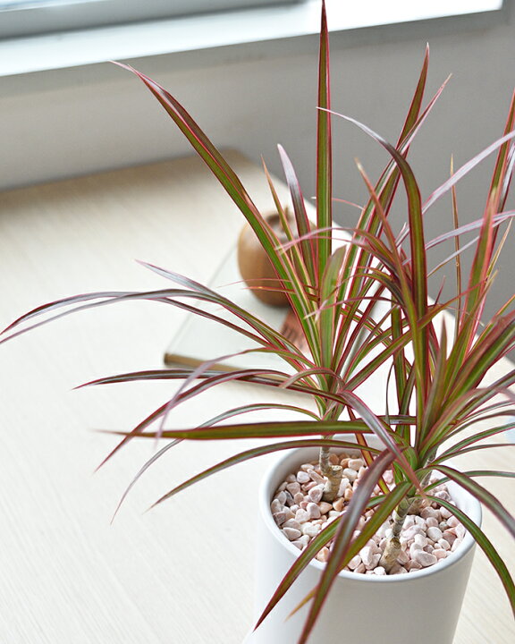 楽天市場 観葉植物 ドラセナ コンシンネ レインボー マットホワイト ショートポット インテリア おしゃれ 開店祝い お祝い 新築祝い 小さい ドラセナ特集 観葉植物の専門店 彩植健美 楽天市場 観葉植物 ドラセナ コンシンネ レインボー マットホワイト ショートポット インテリア おしゃれ 開店祝い お祝い 新築祝い 小さい ドラセナ特集 観葉植物の専門店 彩植健美