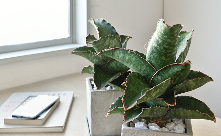 楽天市場 観葉植物 希少 サンセベリア ドラゴンウィング ストーンキューブポット インテリア 開店祝い 移転祝い お祝い 新築祝い サンスベリア 室内 ギフト プレゼント 観葉植物の専門店 彩植健美