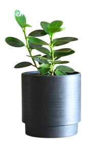 観葉植物 本物 ★お得な2個セット★パンダガジュマル2カラーマットポット ホワイト&ブラック 観葉植物 小さい インテリア 開店祝い 移転祝い アジアン おしゃれ 引越し祝い 室内 オフィス